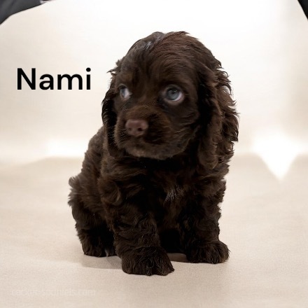 puppy, for, sale, Cocker Spaniel, Joe & Cherri  Overlease, dog, breeder, Miller, MO, dog-breeder, puppy-for-sale, forsale, nearby, find, puppyfind, locator, puppylocator, aca